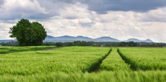 Jakie nakrętki do kół?