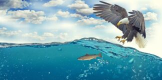 Ile kosztuje nowy Raptor?