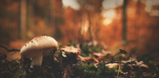 Co lepsze humus czy obornik?