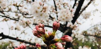 Co zrobić gdy piszczy pasek klinowy?