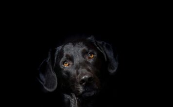 Czy hybryda może długo stać?