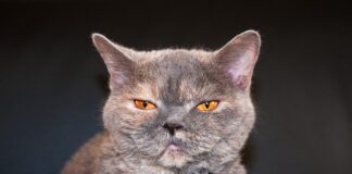 Czy Netio to dobra firma?