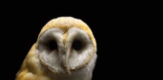 Co to jest zły omen?