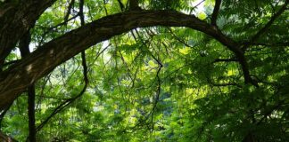 Jakie nakrętki do felg aluminiowych ford s max?