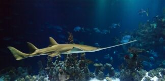 Dlaczego piła tnie po skosie?