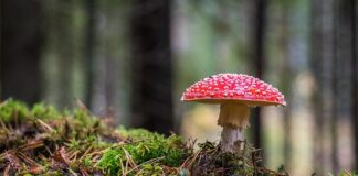 Przy jakiej wilgotności pojawia się grzyb?